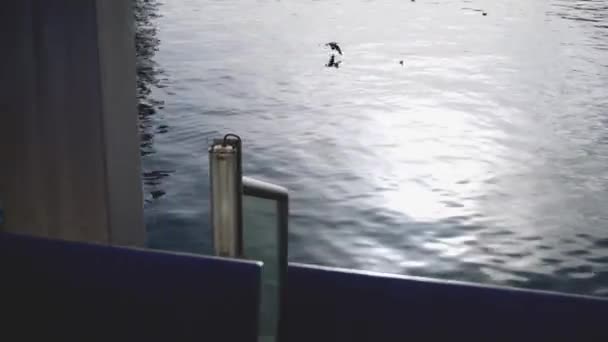 Wunderschöne schneeweiße Möwe, die an einem sonnigen Tag über den Fluss fliegt. Aktien. Möwe fliegt in der Stadt über den Fluss — Stockvideo