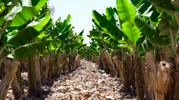 Plantação de bananas. Quinta das Bananas. Plantas de banana jovens na fazenda rural. Banana árvore arvoredo na ilha com a estrada cortada — Vídeo de Stock