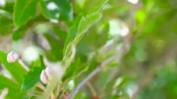 Araña blanca sentada sobre las hojas de fondo. Spider sentado en una sábana verde — Vídeos de Stock