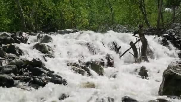 Chladné horské řeky s běsnící proud. Pohled na divoká řeka v lese — Stock video