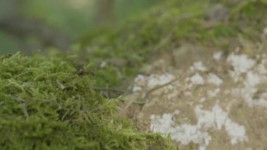 Kırmızı orman karıncalar, yeşil yosun. Karıncalar üzerinde orman ve yeşil yosun doğada