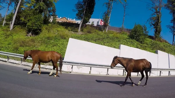 Clean country road. Scene. Tidy asphalt road leading to Sochi city beach resort in Southern country