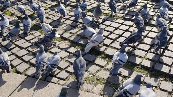 Taubenscharen auf der Fußgängerzone in Bangkok, Thailand. Aktien. Taubengruppe kämpft um Futter, viele kämpfen Tauben in Tempelnähe in Thailand — Stockfoto