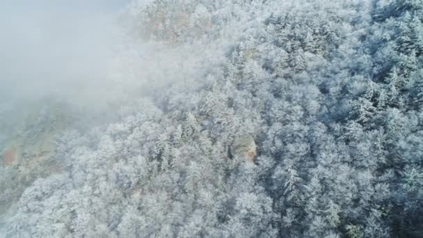 Blick auf den Berghang, der von schneebedeckten Nadelbäumen mit grauen Wolken bedeckt ist. Schuss. Berglandschaft. — Stockvideo