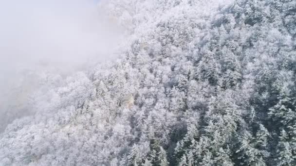 Vue sur flanc de montagne couverte de conifères enneigés avec des nuages gris. Fusillade. Paysage de montagne . — Video