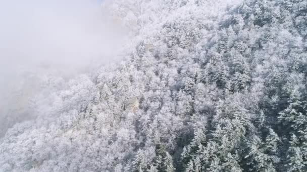 View on mountainside covered by snowy coniferous trees with gray clouds. Shot. Mountain landscape. — Stock Video