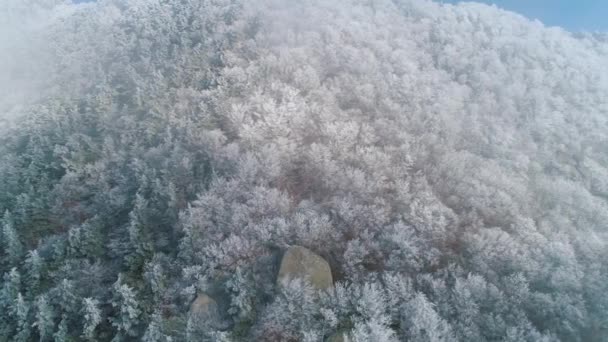 Lado de la montaña cubierto de árboles de coníferas nevadas con nubes grises contra el cielo azul. Le dispararon. Textura de árboles nevados en la ladera de una montaña . — Vídeos de Stock