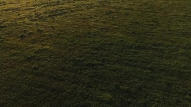 Widok z lotu ptaka piękne zielone pola z chodzeniem człowieka w białej koszuli przed wieczorne niebo o zachodzie słońca z lasu na tle. Materiał filmowy. Wiejski krajobraz — Wideo stockowe