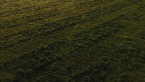 Luftaufnahme von schönen grünen Feld mit wandelnden Mann in weißem Hemd gegen den Abendhimmel bei Sonnenuntergang mit Wald auf einem Hintergrund. Ländliche Landschaft. — Stockvideo