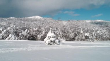 Güzel kar manzara. Kış ağaçlar panorama. Vurdu. Yüksek Ladin ve dağlarda kar kış manzara. Ağaçlar güzel kış manzarası kar ile kaplı