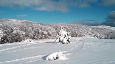 Güzel kar manzara. Kış ağaçlar panorama. Vurdu. Yüksek Ladin ve dağlarda kar kış manzara. Ağaçlar güzel kış manzarası kar ile kaplı