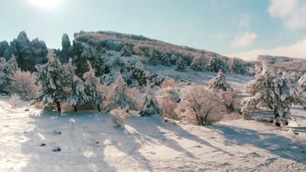 美しい雪景色。冬の木のパノラマ。ショット。冬の景観高いトウヒ、雪の山の中。美しい冬の風景雪に覆われた木 — ストック動画