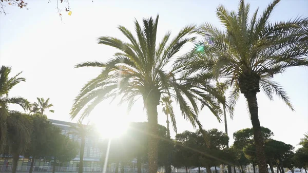 Palmeras contra el sol brillante en la calle de una ciudad del sur, concepto de vacaciones. Efir. Hermoso día de verano con árboles verdes y edificios en el fondo del cielo azul . — Foto de Stock