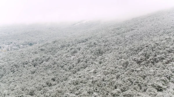 Beau paysage avec des pins enneigés sur une pente abrupte de montagne, Utah, États-Unis. Fusillade. Collines broussailleuses couvertes d'épinettes enneigées . — Photo