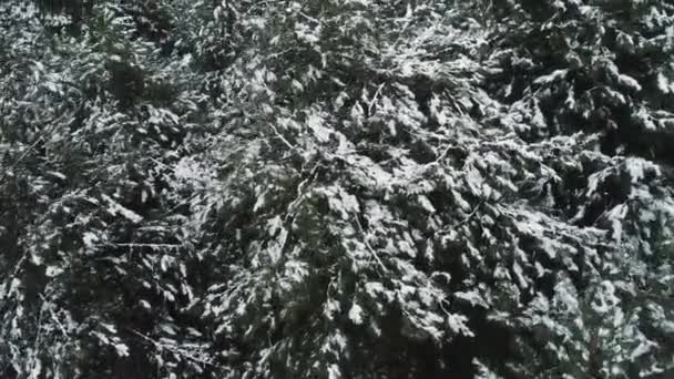 Légi hóval borított lucfenyő fák a festői kanadai vadonban. Lövés. Lélegzetelállító kilátás nyílik a végtelen fenyvesekkel borított hóban téli napon — Stock videók