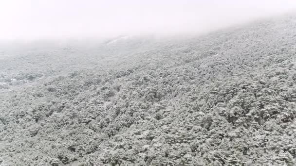 Gyönyörű táj havas fenyők a meredek hegy lejtőjén, Utah, Amerikai Egyesült Államok. Lövés. Ködös hegyek borítják havas lucfenyő. — Stock videók