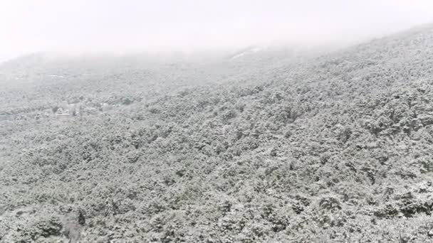 Mooi landschap met de besneeuwde pijnbomen op een steile berghelling, Utah, Verenigde Staten. Schot. Mistige heuvels bedekt met besneeuwde sparren. — Stockvideo