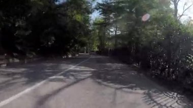 Ağaçları ile döşeli yolda araba sürmek. Sahne. Banliyö asfalt yol trafik ve nadir ormanda ev sahipliği yapmaktadır. Araba ile yaz aylarında seyahat