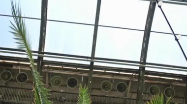 Palmiye ağacı ile büyük Close-Up Botanik Bahçesi mavi gökyüzü karşı bırakır. Stok görüntüleri. Bitkiler