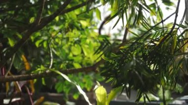 Bazı egzotik bitki ve Botanik Bahçesi tropikal ormanda yaprakların yakından görmek. Stok görüntüleri. Dar yaprakları ile şube