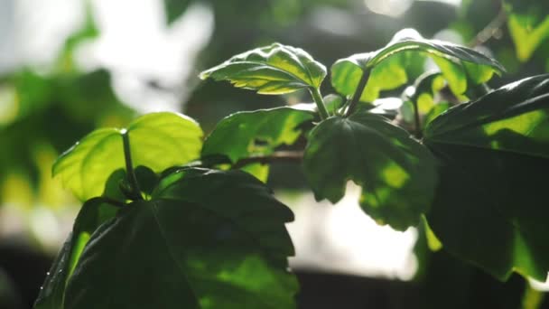Primo piano di foglie verdi di alcuna pianta brillata da luce del sole in un giardino botanico. Filmati delle scorte. Piante e giardinaggio — Video Stock