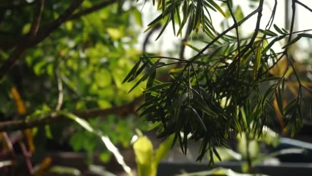 Vista de perto de algumas plantas exóticas e folhas de floresta tropical em um jardim botânico. Imagens de stock. Ramo com folhas estreitas — Vídeo de Stock