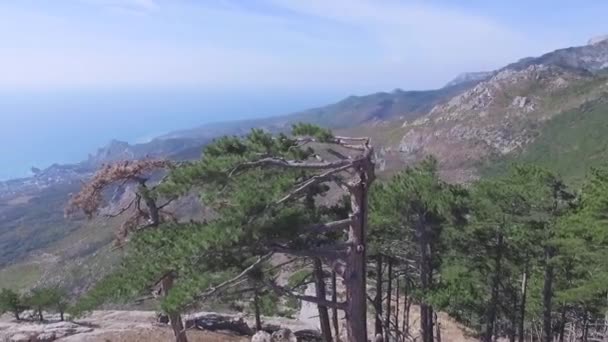 Blick von oben auf die Stadt am Meer durch Bäume. Schuss. schöner Meerblick an einem sonnigen Sommertag — Stockvideo