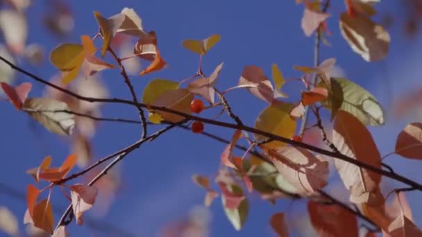 Herfst achtergrond. Close-up van herfst tak tegen hemel. Herfst bladeren op takje ruisen in de wind in de zonnestralen tegen blauwe hemel — Stockvideo
