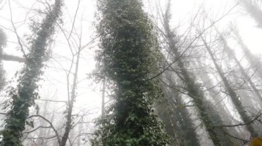 Yaklaşık sisli orman kapsadığı ağaç gövdeleri close-up. Stok görüntüleri. Sonbahar manzara