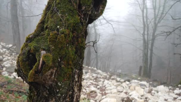 Close-up van de stam van de boom in het mos groeit op de heuvel vallende witte stenen in mist. Beeldmateriaal. Herfst landschap — Stockvideo