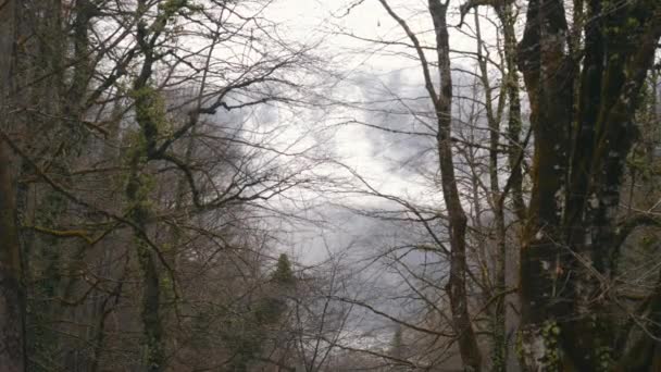 Gros plan d'arbres couverts de mousse dans un parc ou une forêt contre un ciel bleu et nuageux. Images d'archives. Paysage d'automne — Video