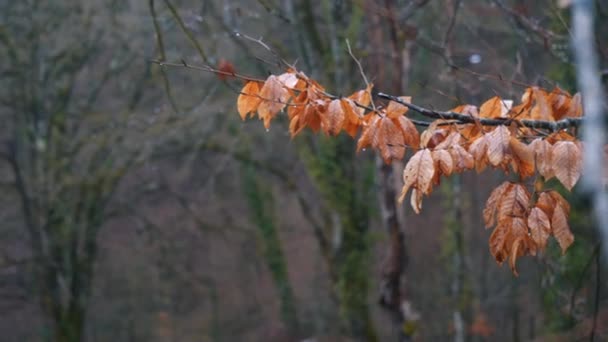 Gros plan des feuilles orange sur la branche dans la forêt sous la pluie. Images d'archives. Paysage d'automne 
