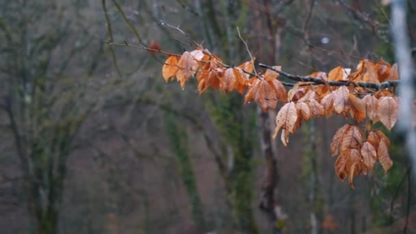 Zbliżenie: orange pozostawia na oddział w lesie na deszcz. Giełdowe. Jesienny krajobraz — Wideo stockowe