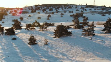 Ladin ile dağların muhteşem Yamaç üzerine havadan görünümü. Vurdu. Güneşli bir günde karlı tepeleri üzerinde büyüyen çam ağaçları kış manzara.