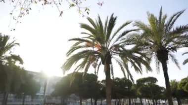 Palmiye ağaçları parlak güneşin altında sokağın Güney bir şehrin, tatil kavramı karşı. Efir. Güzel yaz günü yeşil ağaçlar ve Binalar mavi gökyüzü arka plan üzerinde.