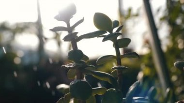 Close-Up küçük ve etli egzotik bitki botanik bahçesi içinde su püskürtülür bırakır. Stok görüntüleri. Bitkiler