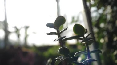 Küçük ve etli yaprakları ile Jade bitki yakın çekim bir botanik bahçesinde güneş ile çalkaldı. Stok görüntüleri. Bitkiler ve Bahçe