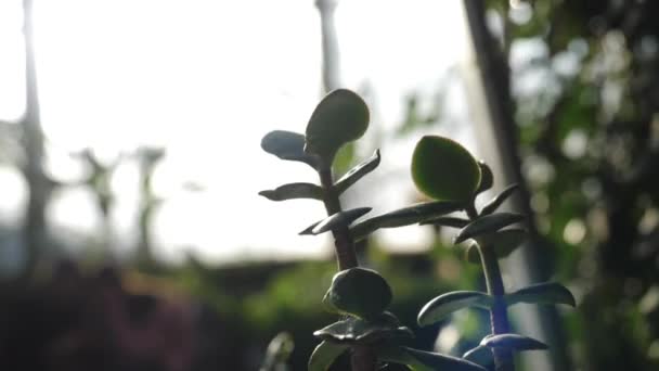 Primer plano de la planta de jade con hojas pequeñas y carnosas brillaban con el sol en un jardín botánico. Imágenes de archivo. Plantas y jardinería — Vídeo de stock