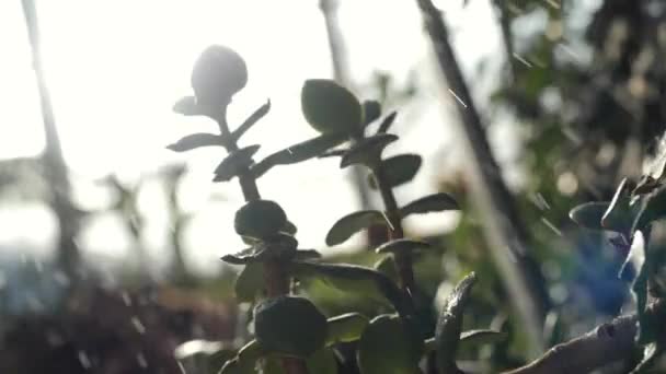 Close-up van Crassula plant met kleine en vlezige bladeren gespoten door water. Stock footage. Planten en tuinieren — Stockvideo