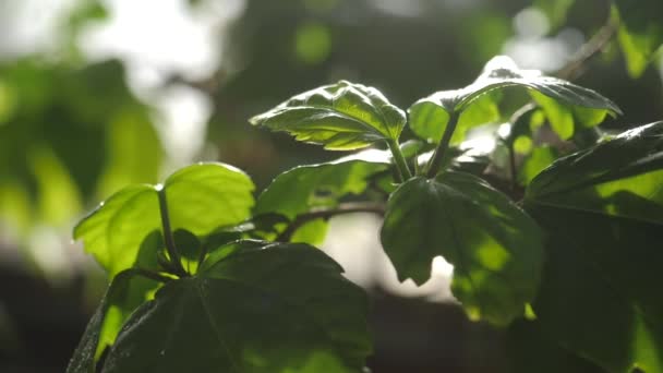 Primer plano de hojas verdes de alguna planta iluminada por la luz del sol en un jardín botánico. Imágenes de archivo. Plantas y jardinería — Vídeos de Stock