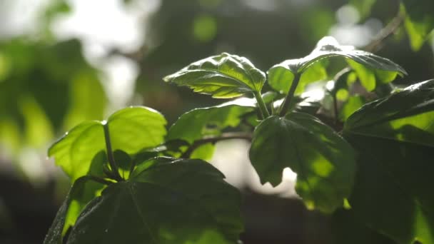 在植物园里, 一些植物的绿叶在阳光下闪闪发光。股票镜头。植物和园艺 — 图库视频影像