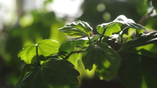 Close-up van mooie groene bladeren van een aantal planten groeien in een botanische tuin die worden gespoten door water en schijnt in het zonlicht. Stock footage. Planten en tuinieren — Stockvideo