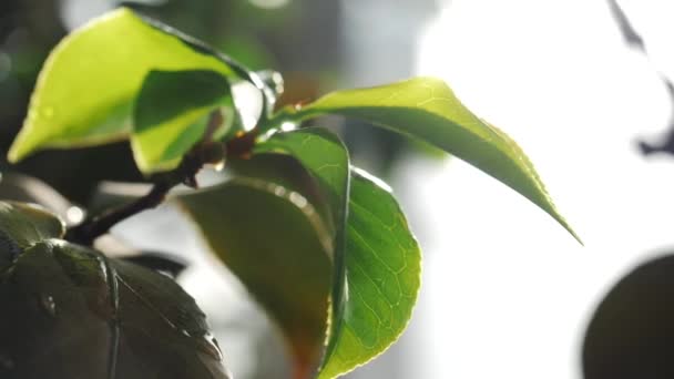 Close-up van wazig groene bladeren met druppels water naar beneden vallen in de botanische tuin. Stock footage. Planten en tuinieren — Stockvideo