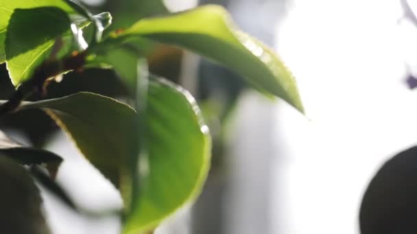 식물원에 떨어지는 물 방울과 흐린 녹색 잎의 클로즈업. 스톡 푸티지. 식물과 원 예 — 비디오