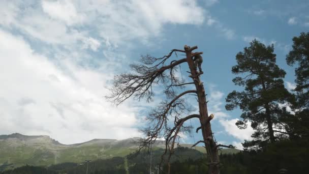 Homme en uniforme et casque orange protecteur avec des sangles de sécurité debout sur un pin élevé et couper des branches avec tronçonneuse. Images d'archives. Tondeuse professionnelle — Video