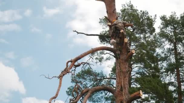 Homme en uniforme et casque orange protecteur avec des sangles de sécurité debout sur un pin élevé et couper des branches avec tronçonneuse. Images d'archives. Tondeuse professionnelle — Video