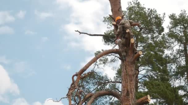View of a man in uniform and protective orange helmet standing on a high pine tree and cutting branches with chainsaw. Stock footage. Professional tree trimmer — Stock Video