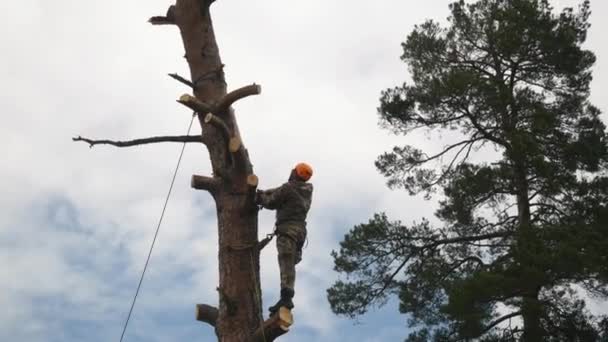 View of a man in uniform and protective orange helmet standing on a high pine tree and cutting branches with chainsaw. Stock footage. Professional tree trimmer — Stock Video