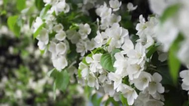 Şehir bina arka planda çalılar çiçeklenme beyaz çiçekler. Stok görüntüleri. Ofis binasının arka planında kalın bakımlı güzel çiçekli çalılar görünümü