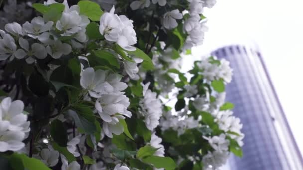 Blooming white flowers on trees on background office skyscraper. Stock footage. Natural beauty of spring flowering trees on background of modern city office building — Stock Video